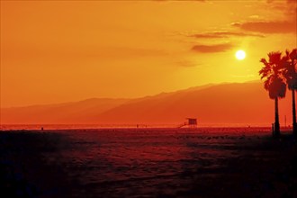 Beverly Hills, Los Angeles, sunset with palm trees, California, USA, North America