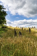 Overgrown old gravestones in a meadow, rows of graves between dry grasses in a cemetery, St Garmons