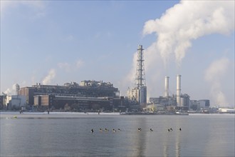 BASF plant site on the banks of the Rhine, chemical company, Canada geese, foggy mood,