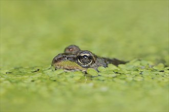 Edible Frog (Pelophylax esculentus, Rana esculenta) in a pond with duckweed (Lemna minor), North