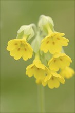 Common cowslip (Primula veris), flowering, spring, North Rhine-Westphalia, Germany, Europe