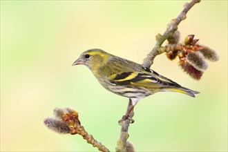 Eurasian siskin (Carduelis spinus) female sitting on a branch of a aspen (Populus tremula),