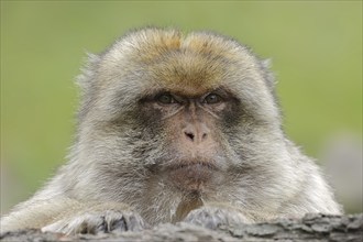 Barbary macaque (Macaca sylvanus), male, portrait, captive, occurring in Morocco, Algeria and