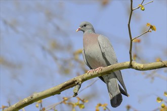 Stock Dove (Columba oenas) sitting on a branch, blue sky, Rosensteinpark, Stuttgart,