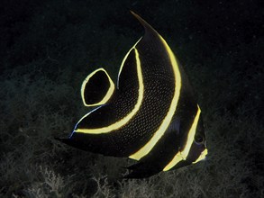 A black tropical fish with elegant yellow stripes, French angelfish (Pomacanthus paru) juvenile,