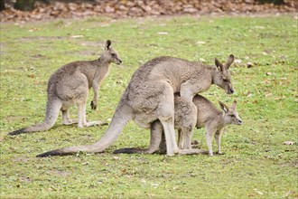 Western grey kangaroos (Macropus fuliginosus) pairing on a meadow, Germany, Europe