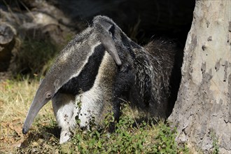 Giant Anteater (Myrmecophaga tridactyla), captive, Germany, Europe