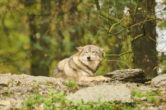 Eastern wolf (Canis lupus lycaon) lying on a little hill, Bavaria, Germany, Europe