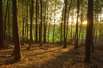 A peaceful forest with sunbeams shining through the trees and golden autumn light, Mechenard,