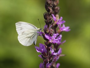 Cabbage butterfly (Pieris brassicae) sucking nectar from the flower of purple loosestrife (Lythrum