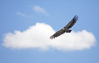 Griffon vulture (Gyps fulvus) in flight in the sky, Hoces del Duratón nature reserve, Segovia