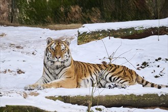 Siberian tiger (Panthera tigris altaica) lying in the snow in winter, captive, Germany, Europe