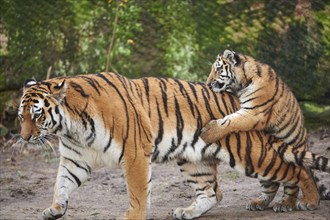 Siberian tiger (Panthera tigris altaica) mother with her youngster playing, captive