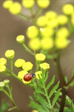 Ladybird (Coccinellidae), July, Germany, Europe