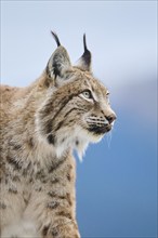 Eurasian lynx (Lynx lynx), portrait, Wildpark Aurach, Kitzbühl, Tirol, Austria, Europe