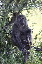 Portrait of Baboon (Papio anubis), female, Serengeti National Park, Tanzania, Africa