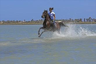 Riding holiday, Djerba, Tunisia, swimming with horses, riding, sea, Africa