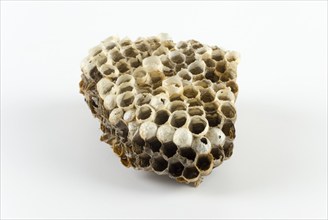 An empty wasps' nest of hexagonal cells, against a white background, Lower Saxony, Germany, Europe