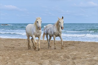 Two white Camargue horses galloping along the beach, the sea in the background, under a cloudy sky,