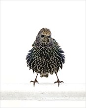 Starling (Sturnus vulgaris) in a white plumage, bird, frontal view, standing, fluffed up up,