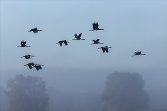 Cranes flying high in the misty, foggy sky, Crane (Grus grus) wildlife, Western Pomerania Lagoon