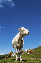 Dairy cows in front of a blue sky, Herzogenhorn, Southern Black Forest, Black Forest, Germany,