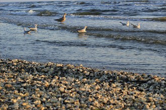 Morning atmosphere on the beach of the Baltic Sea, September, Usedom, Mecklenburg-Western