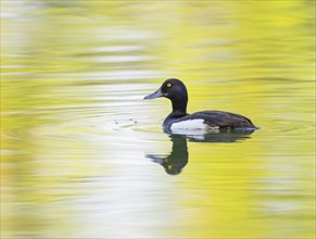 Tufted duck (Aythya fuligula), male swimming on a pond, Thuringia, Germany, Europe