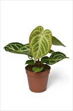 Exotic Anthurium Crystallinum houseplant with beautiful lace pattern on leaves in flower pot on