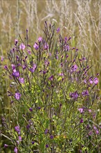 Rough-haired willowherb (Epilobium hirsutum) in bloom, North Rhine-Westphalia, Germany, Europe