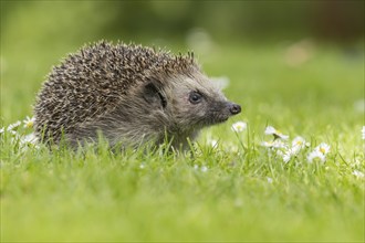 European hedgehog (Erinaceus europaeus) adult animal on an urban garden grass lawn with flowering