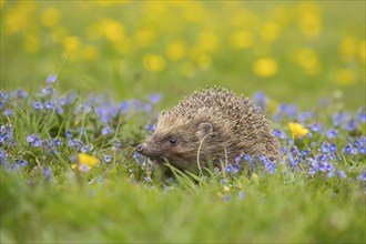 European hedgehog (Erinaceus europaeus) adult animal in a spring meadow with flowering Buttercup