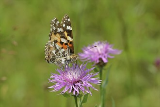 Thistle butterfly (Vanessa cardui, Cynthia cardui) on flower of the meadow knapweed (Centaurea