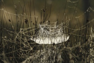 Spider web, grass, backlight, morning dew