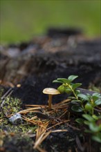 Small mushroom next to a not yet ripe european blueberry (Vaccinium myrtillus), portrait format,