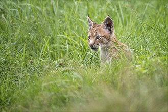 Young lynx (Lynx lynx), Haltern, North Rhine-Westphalia, Germany, Europe