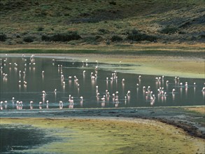 Flamingos (Phoenicopteridae) standing in the water, Torres del Paine National Park, Patagonia,