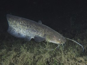 A catfish (Silurus glanis), Waller, swimming at night in a dark underwater environment with algae,