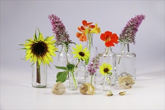 Still life with glasses and garden cress, sunflowers, Germany, Europe