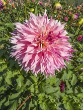 Flowering Dahlias (Dahlia), variety Vineland Princess in the Dahlia Farm in Löderup, Ystad