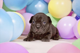 Cute small black French Bulldog dog puppy between colorful balloons