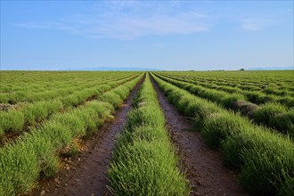 Extensive lavender field (Lavandula), blue sky, summer, Valensole, Alpes-de-Haute-Provence,