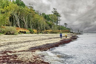 Walkers on the Baltic Sea beach, Baltic Sea coast on a stormy day with dark clouds near