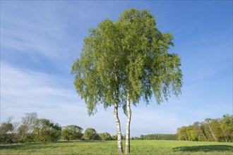 Warty birches (Betula pendula) in spring, blue sky, Lower Saxony, Germany, Europe