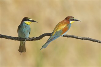 Pair of bee-eaters (Merops apiaster), sitting on a branch and looking in opposite directions,