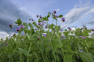 Flowering pea field (Pisum sativum), Franconia, Bavaria, Germany, Europe