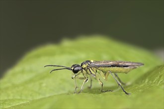 Leaf wasp (Tenthredo mesomela), North Rhine-Westphalia, Germany, Europe