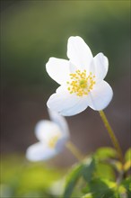 Wood anemone (Anemonoides nemorosa) (Syn.: Anemone nemorosa), single white flower in the forest,