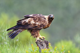 Golden eagle (Aquila chrysaetos) on its perch, a tree stump, Extremadura, Spain, Europe