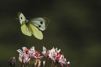 A Cabbage butterfly (Pieris brassicae) in flight over pink flowers, dark background, Hesse,